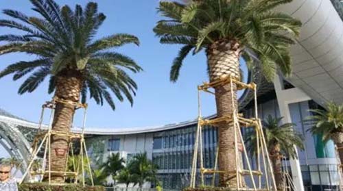 办公楼前面种什么树旺风水 棕榈树